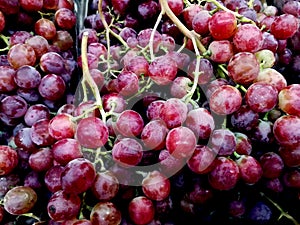 Fresh red grapes bunches