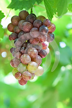 Fresh red grapes  fruit hanging on tree in organic orchard background