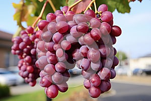 Fresh Red Grapes Hanging on Vine