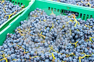 Fresh red grapes on a market for sale