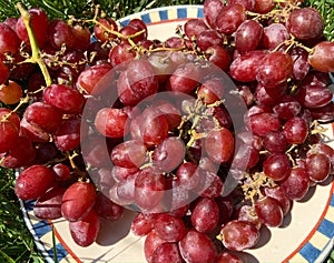 Fresh Red Grapes in the Sunlight