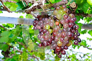Fresh red grapes in vineyard
