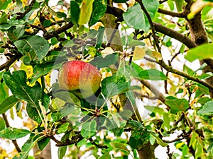 Fresh red-green apple on tree branch