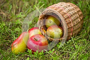 Fresh red green apples and pears in a wicker basket scattered in green grass on nature background closeup