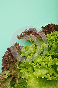 Fresh red and green lettuce on mint background. Vertical photo