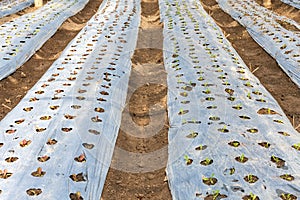 Fresh red and green lettuce in the organic vegetable farm.