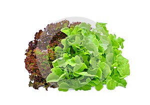 Fresh red and green oak lettuce salad leaves isolated on white