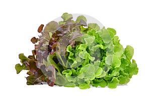 Fresh red and green oak lettuce salad leaves isolated on white