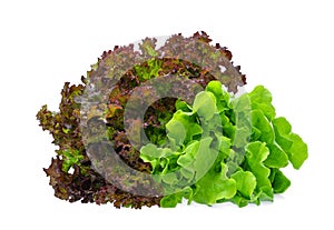 Fresh red and green oak lettuce salad leaves isolated on white