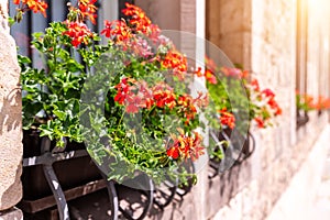 Fresh red green pelargonium flowers in flowerpot box on windowsill of old stone ancient buolding facade in Europe city