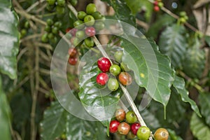 A fresh red green unripe coffee beans on a branch