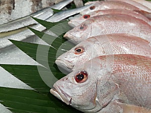 Fresh red grouper on display on ice