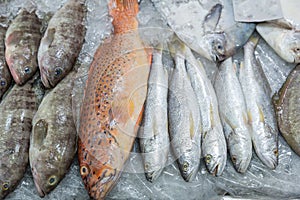 Fresh red grouper on ice in the fish market. Red-banded grouper. Seafood. Tasting seafood from Thailand.