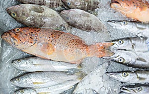 Fresh red grouper on ice in the fish market. Red-banded grouper. Seafood. Tasting seafood from Thailand. photo