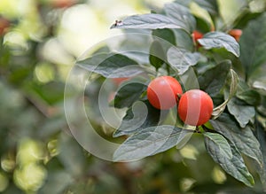 Fresh red healthy small tomatoes