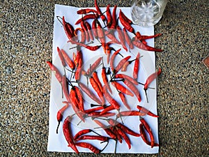 the fresh red hot chili sundries for white background photo