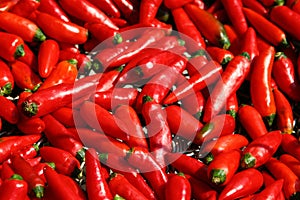 Fresh red hot chilli peppers