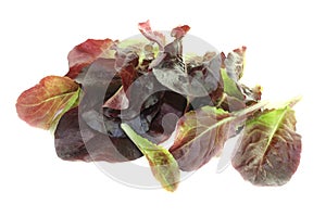 Fresh red lettuce