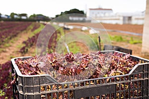 Fresh red lettuce in boxes on plantation