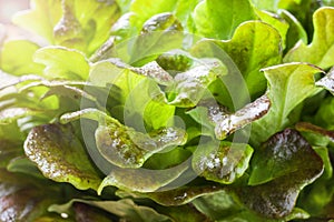 Fresh red lettuce Bush Oak leaves. Close up. Green background