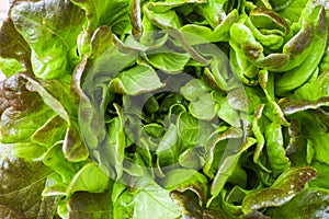 Fresh red lettuce Bush Oak leaves. Close up. Green background