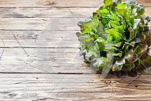 Fresh red lettuce Bush Oak leaves on a wooden table. Copy space