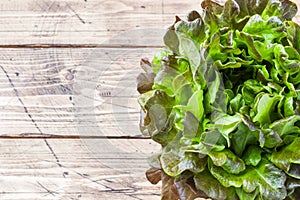 Fresh red lettuce Bush Oak leaves on a wooden table. Copy space