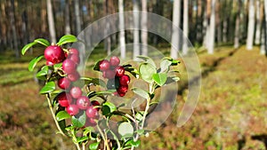 Fresh red lingonberry redberries on branches with leaves in sunny forest in early autumn