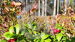 Fresh red lingonberry redberries on branches with leaves in sunny forest in early autumn