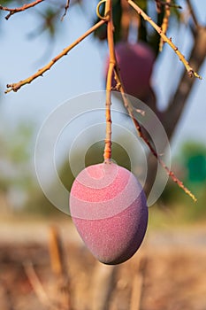 Fresh red Mango fruit hanging on tree and green leaf with farm, sunset on background. Mango dessert and season concept