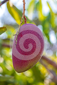 Fresh red Mango fruit hanging on tree and green leaf with farm, sunset on background. Mango dessert and season concept