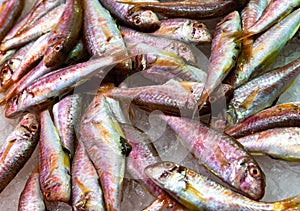 Fresh red mullet fish at the seafood market