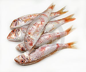 Fresh red mullet photo