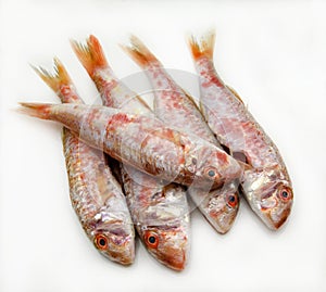 Fresh red mullet photo