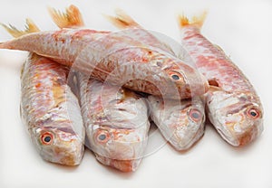 Fresh red mullet photo