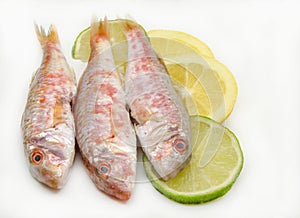 Fresh red mullet photo