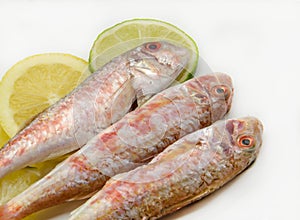 Fresh red mullet photo