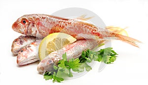 Fresh red mullet photo