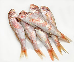 Fresh red mullet photo