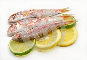 Fresh red mullet photo