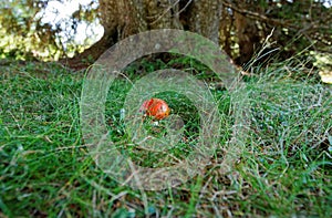 Fresh red mushroom in the forest