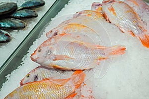 Fresh red nile tilapia fish Oreochromis niloticus on ice in supermarket