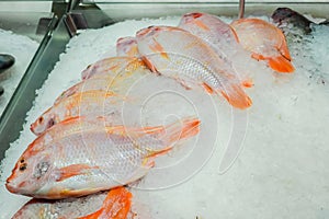 Fresh red nile tilapia fish Oreochromis niloticus on ice in supermarket