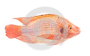 Fresh red nile tilapia fish (Oreochromis niloticus) on white