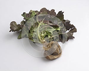 Fresh red oak leaf lettuce isolated on white