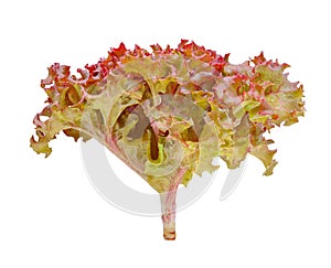 Fresh red oak lettuce isolated on white background