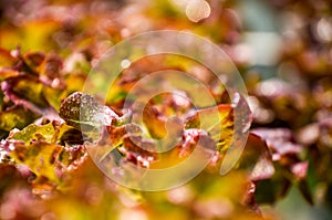fresh red oak lettuce salad , selective focus