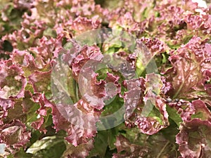 fresh red oak salad vegetable on garden bed