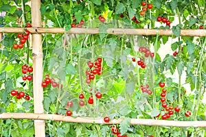 Fresh red organic tomatoes hanging on tree in vegetables farm