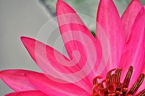 Fresh red petal of water lily flower